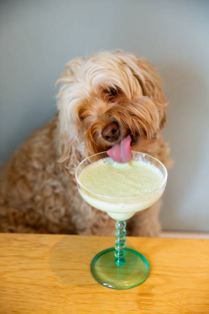 koktajl z zeolitem dla psa